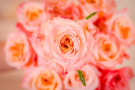 Close up macro of peach Shimmer roses variety, studio shot.の写真素材
