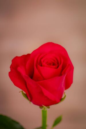 Close up macro of Hot Explorer roses variety, studio shot.の写真素材