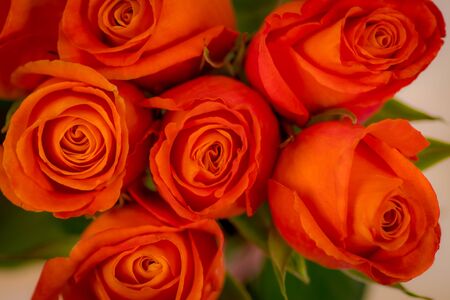 Macro shot close up of Confidential roses variety, studio shot.の写真素材