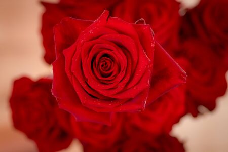 Macro, Close up of classic Explorer roses variety, studio shot.の写真素材