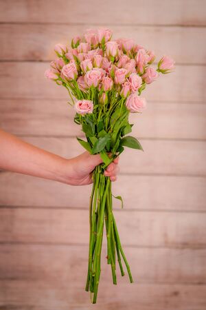 Women hand holding a bouquet of Pink Majolica Spray roses variety, studio shot.の写真素材