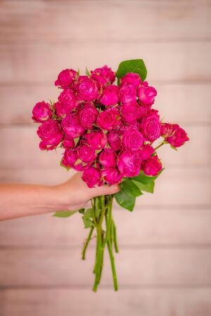 Women hand holding a bouquet of Classic Sensation roses variety, studio shot.の写真素材