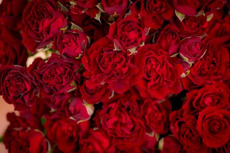Close up of a bouquet of Butterfly Sensation roses variety, studio shot.の写真素材