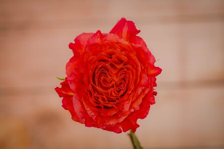 Close up of Free Spirit roses variety, studio shot.の写真素材