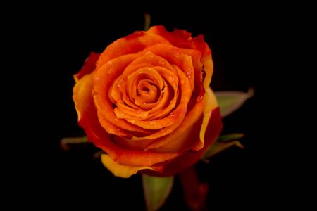 Close up macro of Silantoi roses variety, studio shot.の写真素材