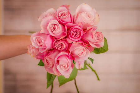 Women hand holding a bouquet of Secret Garden roses variety, studio shot, pink flowersの写真素材