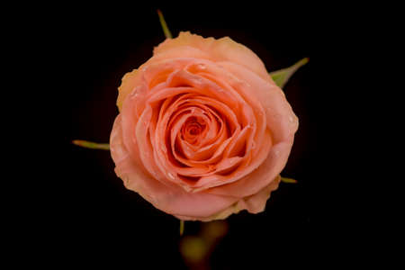 Close up macro photo of peach Tiffany roses variety, studio shot.の写真素材