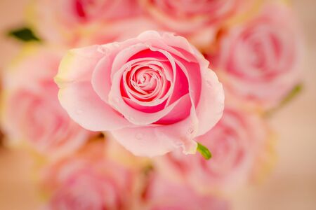 A bouquet of Pink Mondial roses variety, studio shot, pink flowers. High quality photoの写真素材