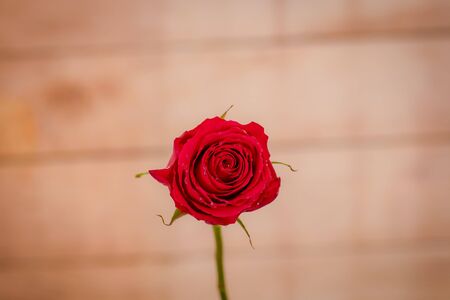 Macro, Close up of classic Explorer roses variety, studio shot.の写真素材