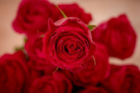 Macro, Close up of classic Explorer roses variety, studio shot.の写真素材