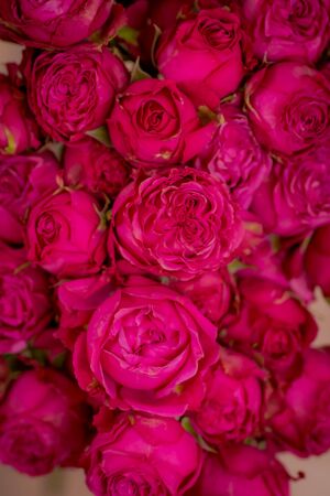 Close up shot of Classic Sensation roses variety bouquet, studio shot. High quality photoの写真素材