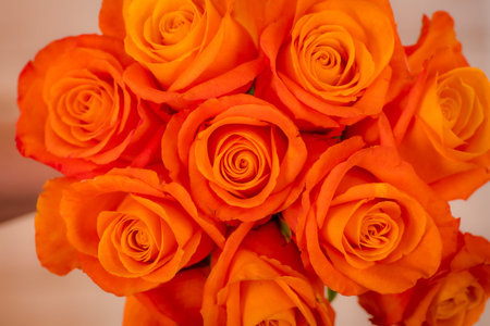 Women hand holding a bouquet of Confidential roses variety, studio shot.
