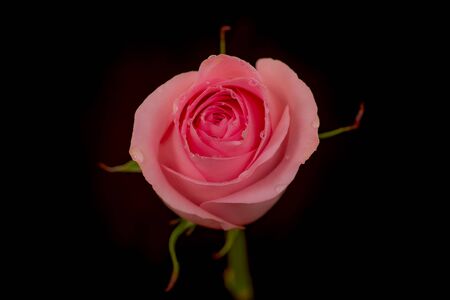 Close up macro of Luciano roses variety, studio shot.の写真素材