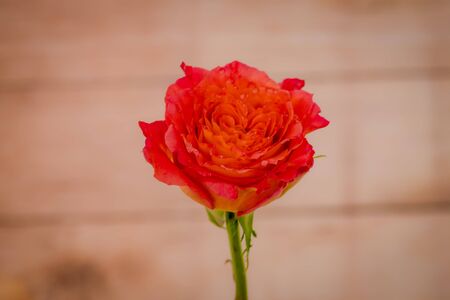 Close up of Free Spirit roses variety, studio shot.の写真素材