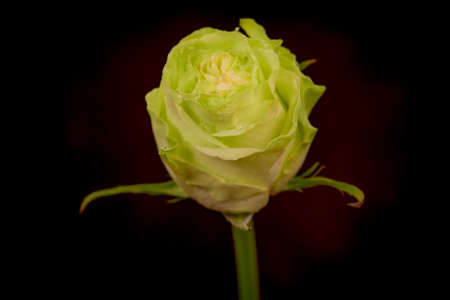 A bouquet of Close up of a bouquet of Wasabi roses variety, studio shot, green flowers. High quality photoの写真素材