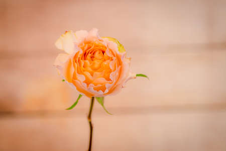 A bouquet of Campanella roses variety, studio shot, peach flowers. High quality photoの写真素材