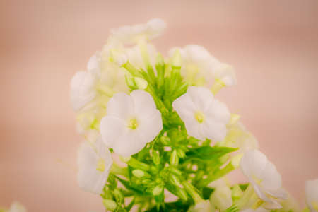A bouquet of Phlox Ice Cap Summer Flowers variety, studio shot, white flowers. High quality photoの写真素材