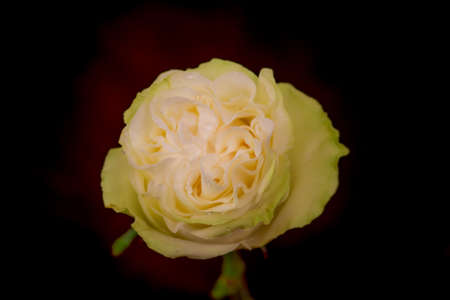 A bouquet of Moonstone Garden roses variety, studio shot, white flowers. High quality photoの写真素材