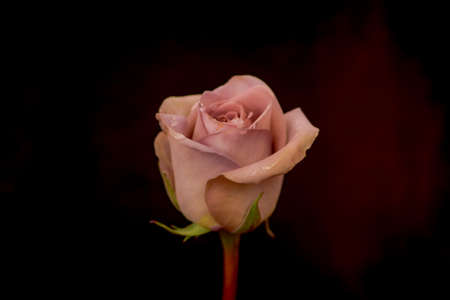 A bouquet of Amnesia roses variety, studio shot, pink flowers. High quality photoの写真素材