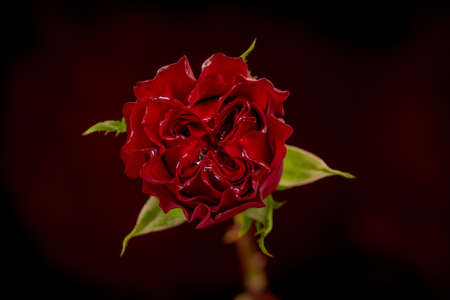 A bouquet of Hearts Garden roses variety, studio shot, red flowers. High quality photoの写真素材