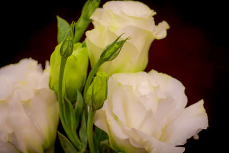 A bouquet of White Lisanthus summer flower variety, studio shot, white flowers. High quality photoの写真素材