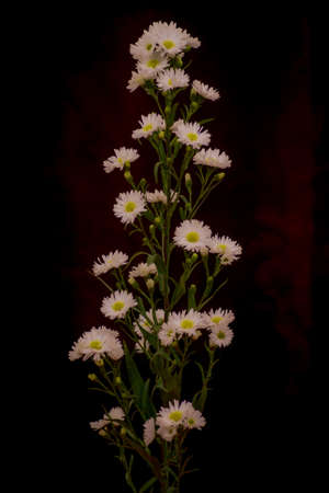 Close up of a bouquet of Astee white Summer flowers variety, studio shot, white flowers variety.の写真素材