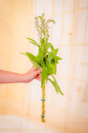 Close up of a bouquet of Lismachia foliage variety, studio shot, white flowersの写真素材