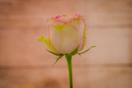 Close up of a bouquet of Esperance roses variety, studio shot, pink flowersの写真素材