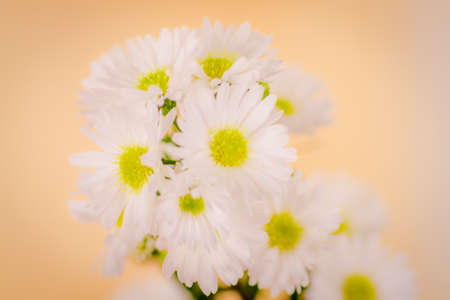 Close up of a bouquet of Astee white Summer flowers variety, studio shot, white flowers variety.の写真素材