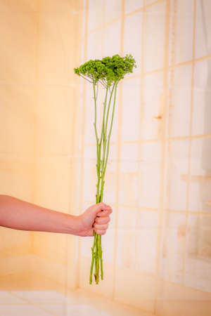 Women hand holding a bouquet of Green Trachelium summer flowers variety, studio shot, green flowersの写真素材