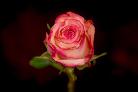 Close up of a bouquet of Paloma roses variety, studio shot, pink flowersの写真素材