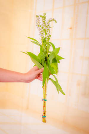 Women hand holding a bouquet of Lismachia foliage variety, studio shot, white flowersの写真素材