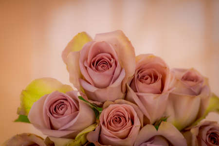Close up of a bouquet of Pink Mondial roses variety, studio shot, pink flowersの写真素材