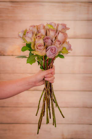 Women hand holding a bouquet of Amnesia roses variety, studio shot, pink flowersの写真素材