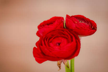 Close up of a bouquet of Ranunculus Red Summer flowers variety, studio shot, red flowersの写真素材