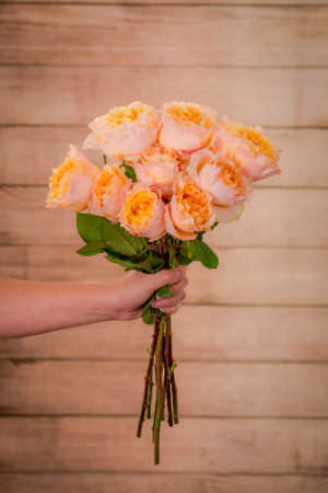 Women hand holding a bouquet of Campanella Garden roses variety, studio shot, peach flowersの写真素材