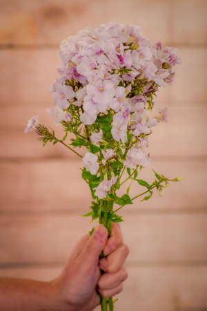 Women hand holding a bouquet of Phlox Miss Marple Summer Flowers variety, studio shot, white flowersの写真素材