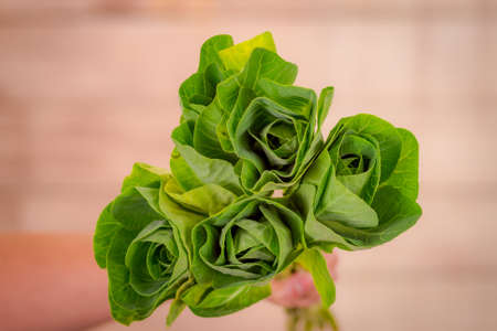 Close up of a bouquet of Kale Sunset foliage variety, studio shot, green flowersの写真素材