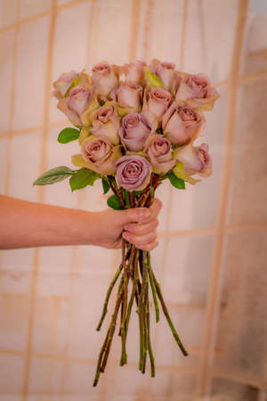 Women hand holding a bouquet of Amnesia roses variety, studio shot, pink flowersの写真素材