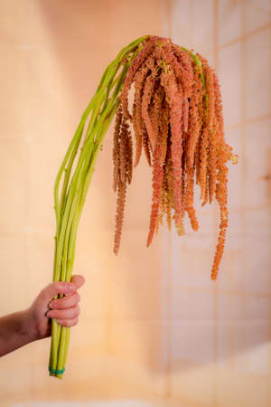 Women hand holding a bouquet of coral Amaranthu summer flower variety, studio shot, tall flowersの写真素材
