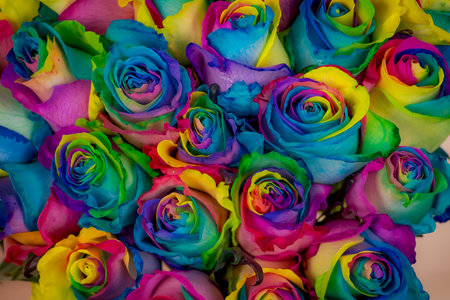 Close up of a bouquet of Tinted Rainbow roses variety, studio shot, multicolored flowersの写真素材