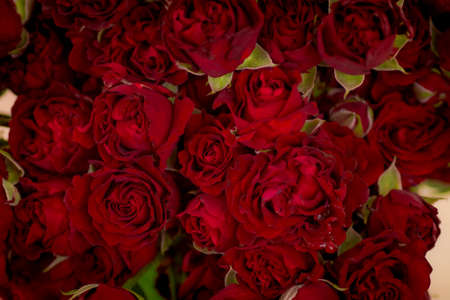 Close up of a bouquet of Butterfly Sensation spray roses variety, studio shot, red flowersの写真素材