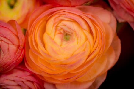Close up of a bouquet of Ranunculus Peach Summer flowers variety, studio shot, pink flowersの写真素材