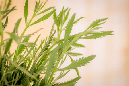Close up of a bouquet of Lavender foliage variety, studio shot, green flowersの写真素材
