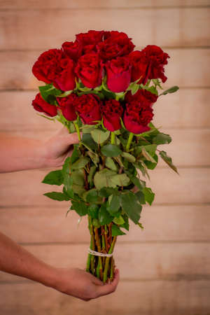 Women hand holding a bouquet of Hearts Garden roses variety, studio shot, red flowersの写真素材