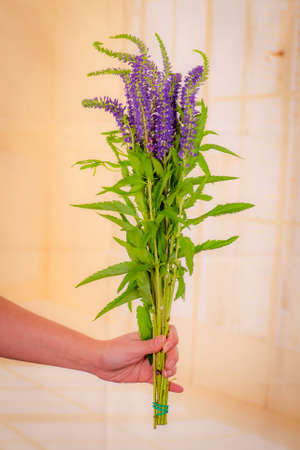 A bouquet of Blue Veronica Summer flowers variety, studio shot, purple flowers. High quality photoの写真素材