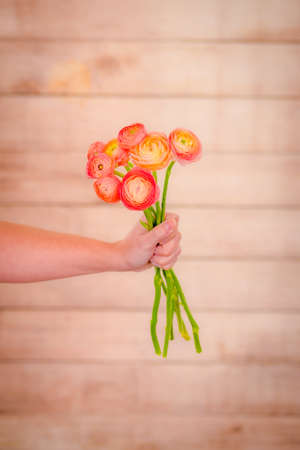A bouquet of Ranunculus Peach Summer flowers variety, studio shot, pink flowers. High quality photoの写真素材