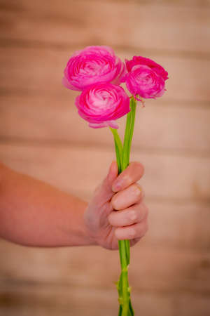 A bouquet of Ranunculus Pink Summer flowers variety, studio shot, pink flowers. High quality photoの写真素材
