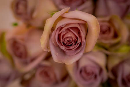 A bouquet of Amnesia roses variety, studio shot, pink flowers. High quality photoの写真素材