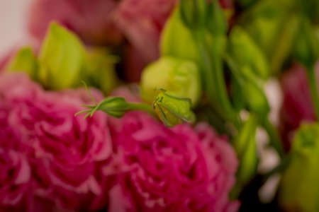 A bouquet of Pink Lisianthus Summer flower variety, studio shot, pink flowers. High quality photoの写真素材
